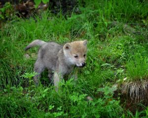 Wolfsbaby im Gras