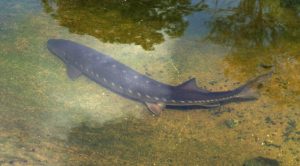 Ein langer, schlanker, urtümlich wirkender Fisch in flachem Wasser