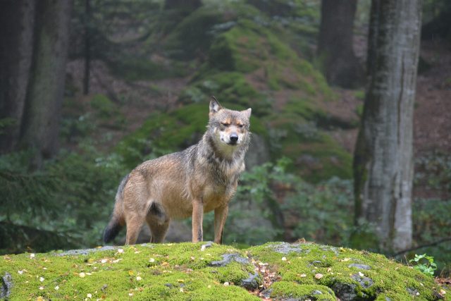 Wolf auf einem bemoosten Felsen