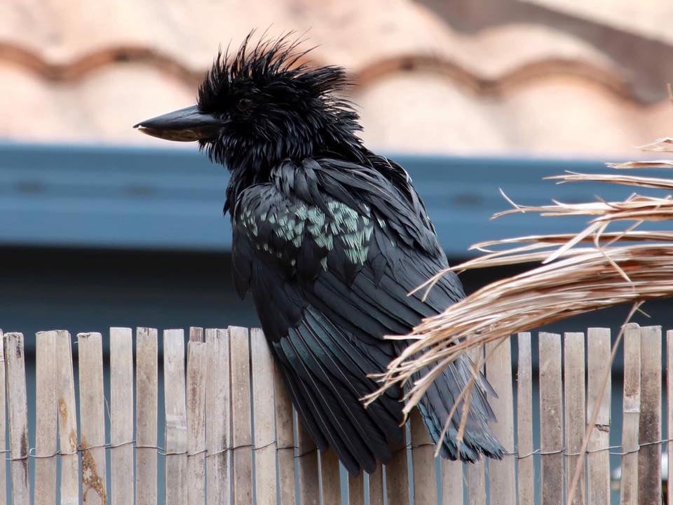 Ein schwarzer Vogel sitzt auf einem Zaun