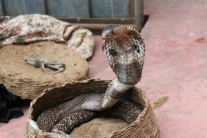 Eine Kobra erhebt sich aus dem Korb eines Schlangenbeschwöreres und spreizt den Nacken