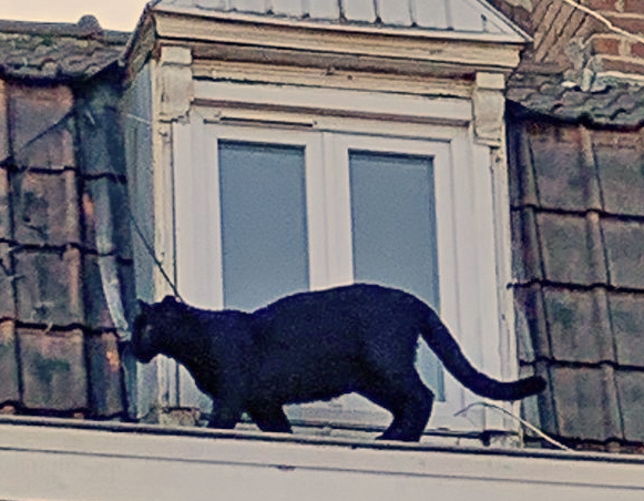 Schwarzer Panther vor dem Fenster einer Dachwohnung