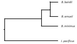 Diagramm der Verwandtschaftsbeziehungen der Schwarzwale