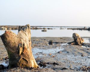 Schlammiges Ufer mit abgestorbenen Baumstümpfen