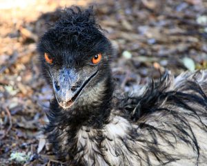 Sitzender Emu mit goldenen Augen