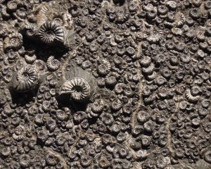 Ein Ammoniten-Schlachtfeld