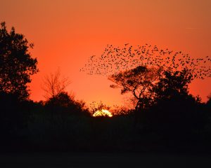 Sonnenuntergang hinter einem Wald mit einem fliegenden Schwarm Vögel