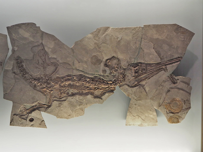 Fossil des Meereskrokodils