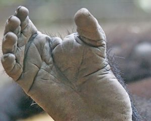Fußsohle eines Gorillas