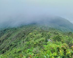 Bewaldete Hügel im Nebel