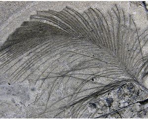 fossile Feder
