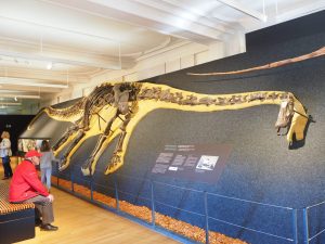 Der längste Dinosaurier: Diplodocus