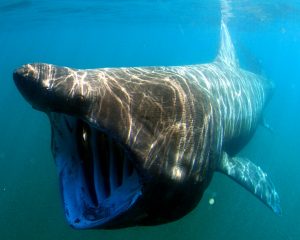 Riesenhai, Basking Shark