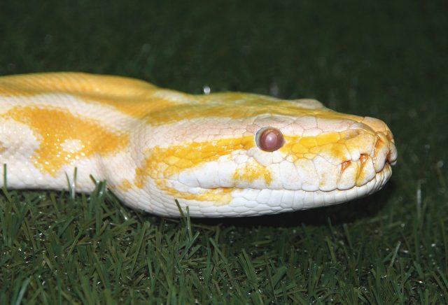 Albino-Python im Gras
