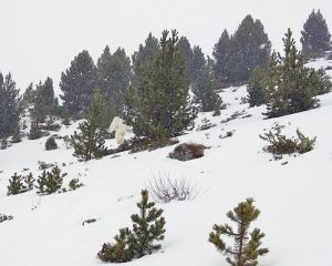 Der Basajaun, ein spanischer Yeti?