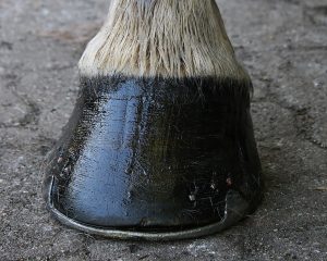 Fuß eines Pferdes
