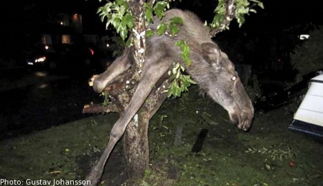 Der betrunkene Elch im Aofelbaum