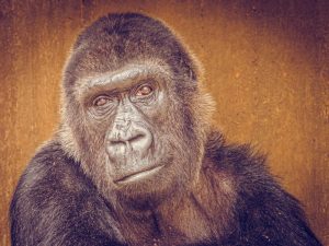 Gorilladame Boma