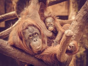 Orangutan Lea-Suria