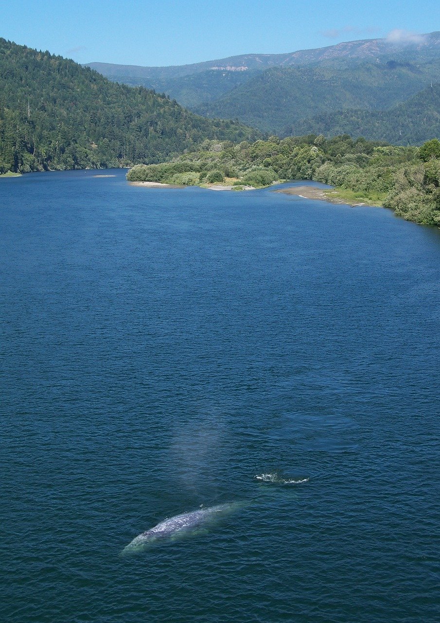 Grauwal vor Kalifornien