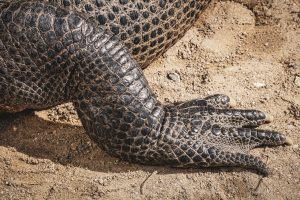 Ist der Hinterfuß eines Alligators für die Spuren des Honey Island Swamp Monster verantwortlich?