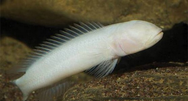 Lamprologus lethops