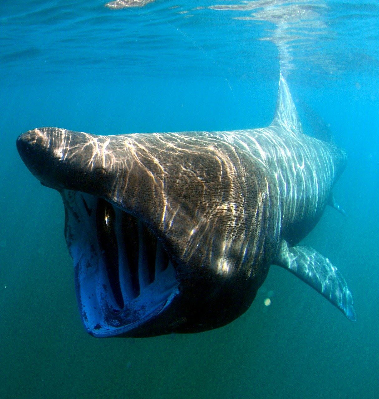 Der Riesenhai ist die zweitgrößte Haiart