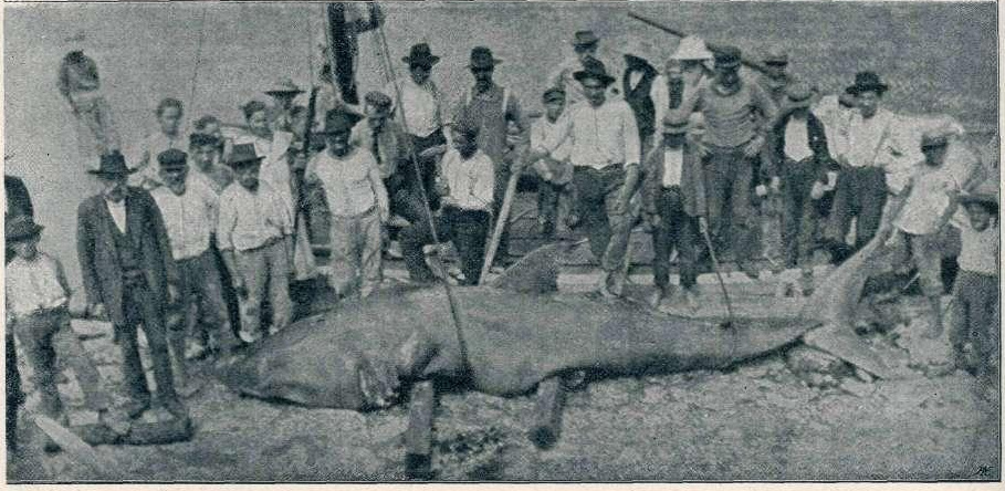 Weißer Hai, Adria 1906