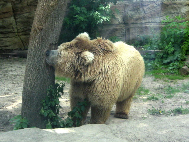 Isabellbär im Zoo Kiev