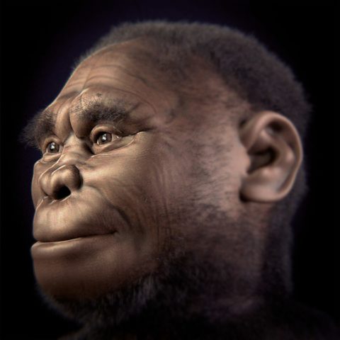 Homo floresiensis. Kennen die Lio sie als Affenmenschen?