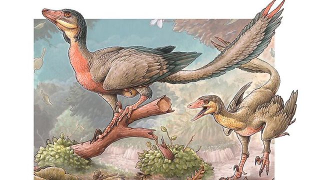 So könnte der Overoraptor chimentoi ausgesehen haben. (Foto: Consejo Nacional de Investigaciones Científicas y Técnicas)