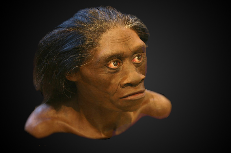 Homo floresiensis