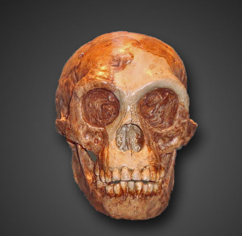 Homo floresiensis-Schädel