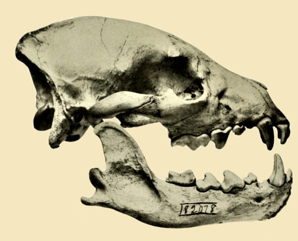Hyänenschädel mit deutlich erkennbarem Gebiss