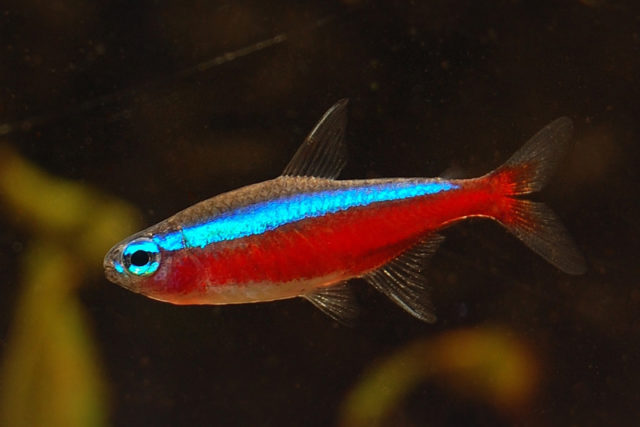 Roter Neon, diese Fische sind der Inbegriff von Aquarienfisch