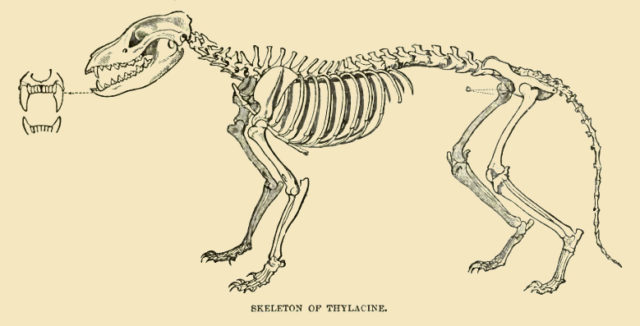 Thylacinus Skelett