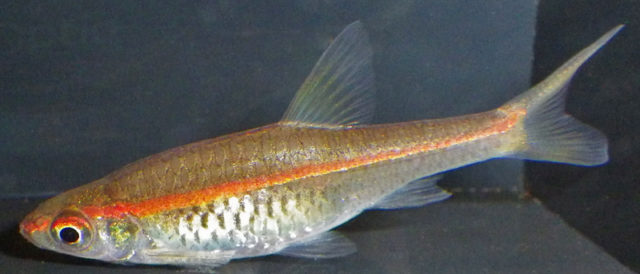 Auch diese Fische haben orangefarbene Leuchtstreifen
