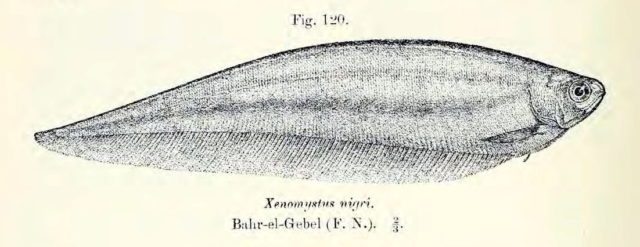 Xenomystus nigri, die Fische spielen in der Aquaristik nur eine Nebenrolle
