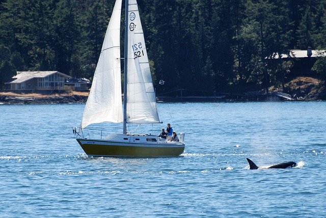 Orcas und Segelboot