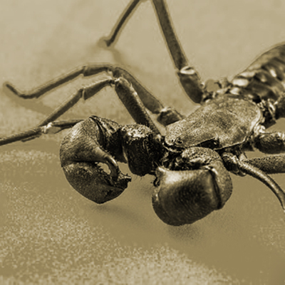 Schwarzer Skorpion, Vorbild für die Essigschrecke?
