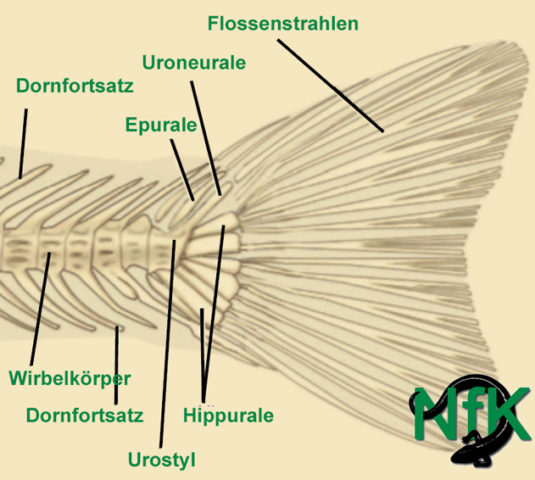 Fischschwanz-Skelett