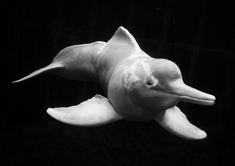 Amazonas-Flussdelfin "Baby"