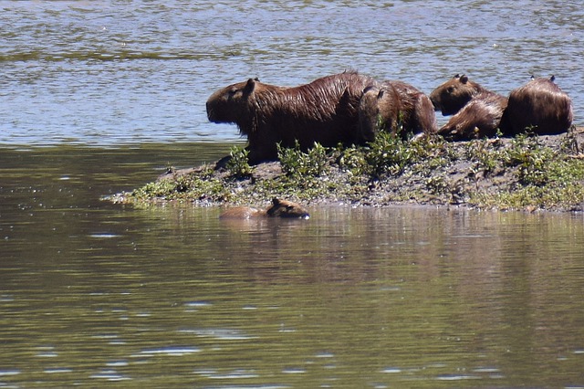 Gruppe von Capybaras in der Wildniss