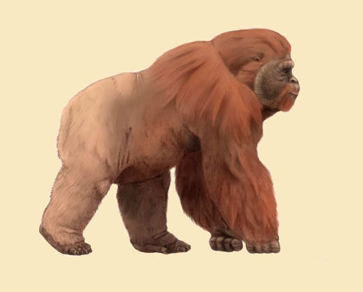 Gigantopithecus 