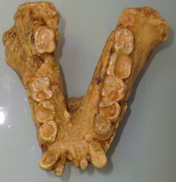 Unterkiefer des Gigantopithecus