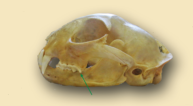 Rotluchs Bobcat Schädel