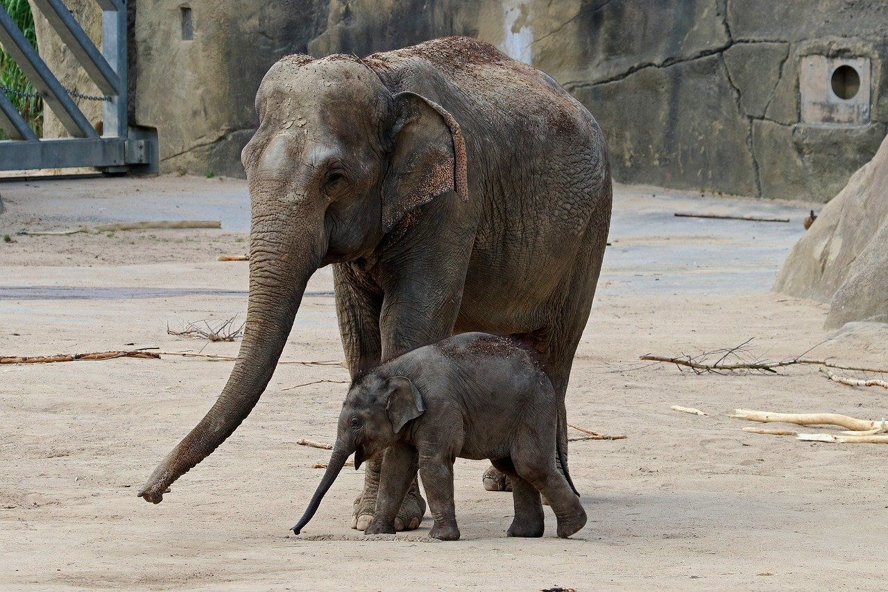 Asiatische Elefanten im Zoo