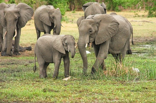 Kongo-Elefanten