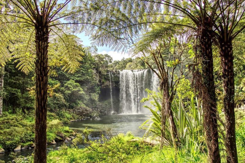 Baumfarne und Wasserfall, Neuseeland