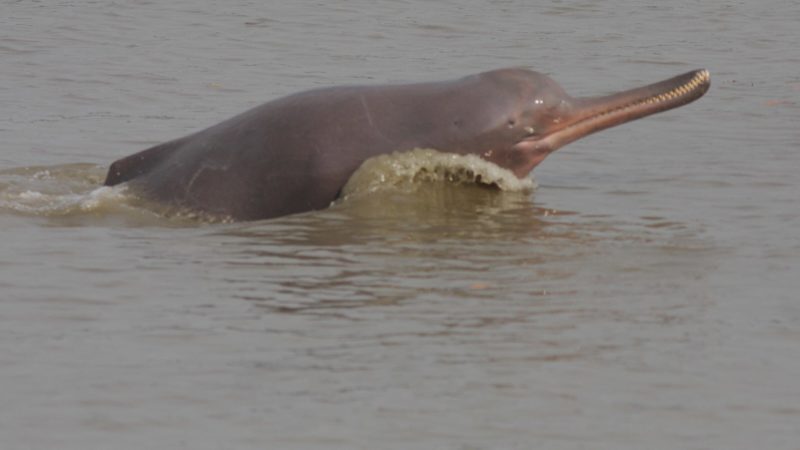 Ganges Delfin